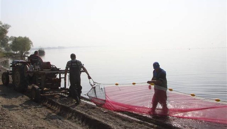 Bu balığın Avrupaya kilosu 1 Eurodan satılıyor