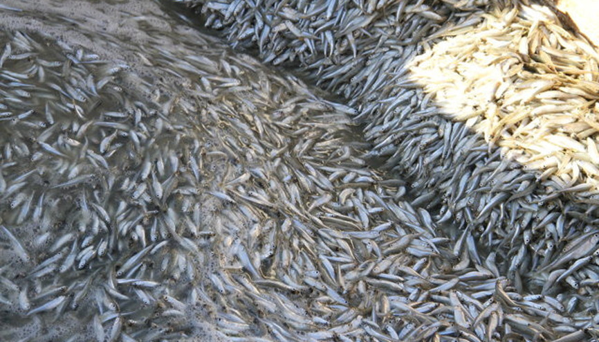 Türkiyede 1 TL, Avrupada 33 TL