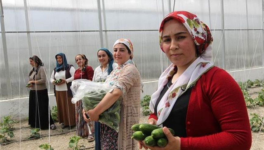 Hakkarili kadınların kurduğu serada hasat başladı