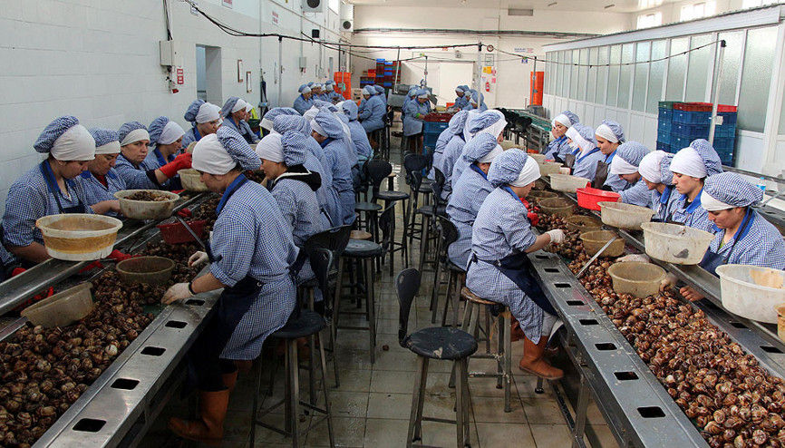 Türkiyenin her yerinden topluyorlar... Avrupalılar kapış kapış alıyor servet kazandırıyor