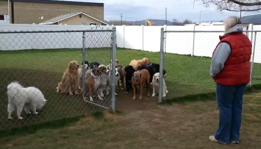 İsmi söylenmeden dışarı çıkmayan köpekler