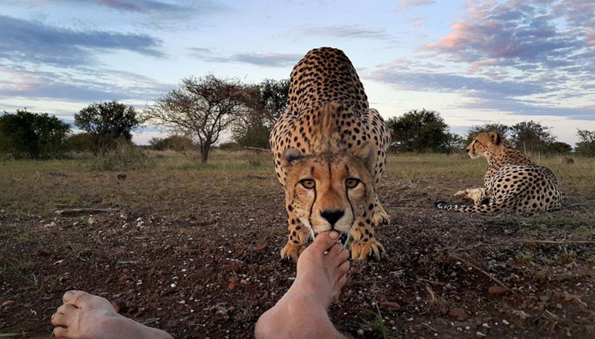 Çita ve fotoğrafçının ilginç hikâyesi