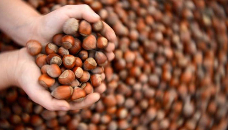 Pazara 401 bin ton fındık indi