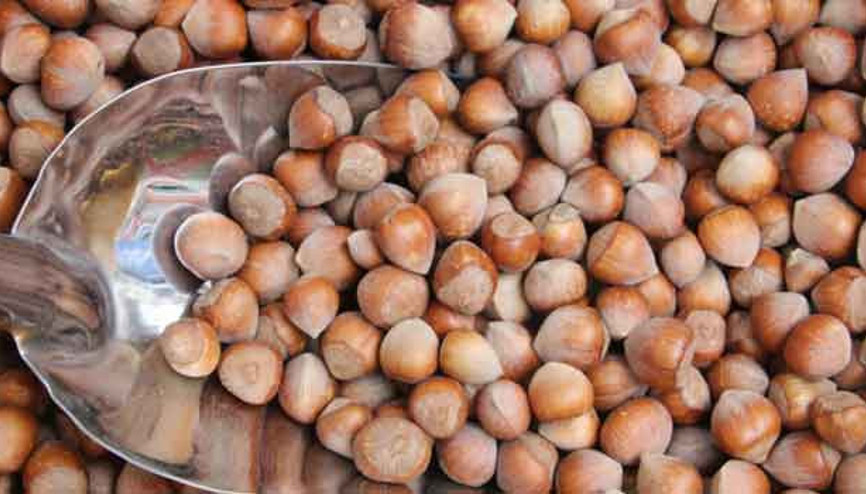 Fındık külleme tehdidi altında