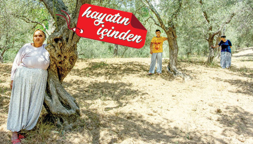 Zeytin gelinleri