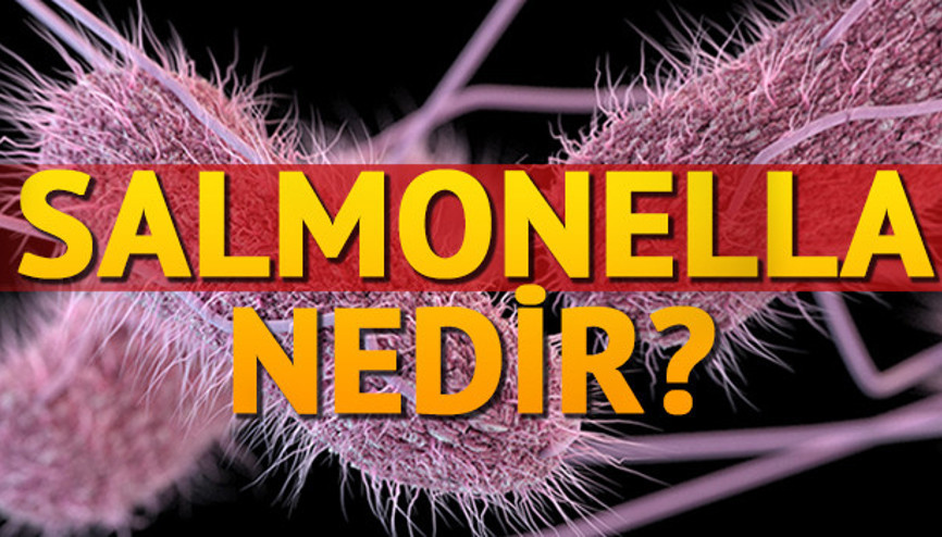 Salmonella nedir Nasıl bulaşır