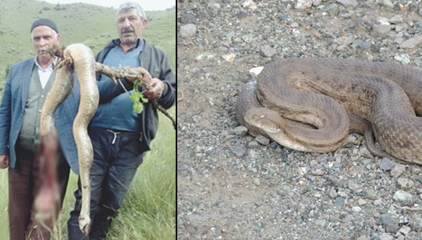 Engerek yılanları köylülerin korkulu rüyası oldu