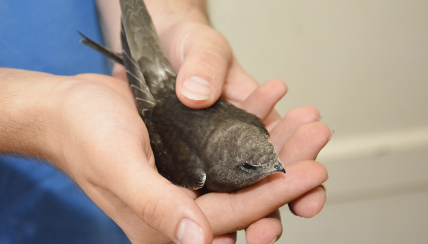 Sıcaktan bayılan Ebabil kuşu kurtarıldı