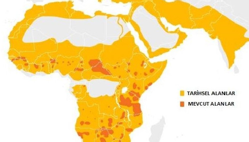 Dünya altıncı kitlesel yok oluşa doğru ilerliyor