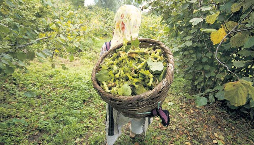Fındıkta bakım ve temizlik önemli