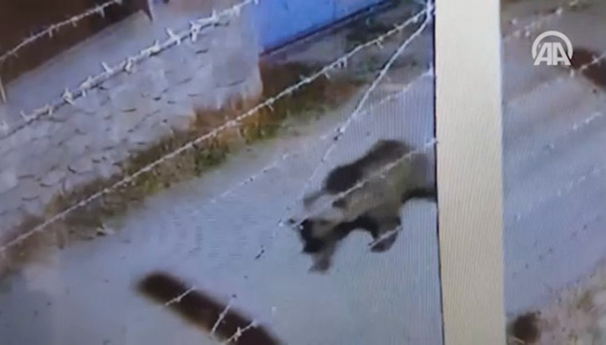 Belde merkezine inen ayı güvenlik kamerasında