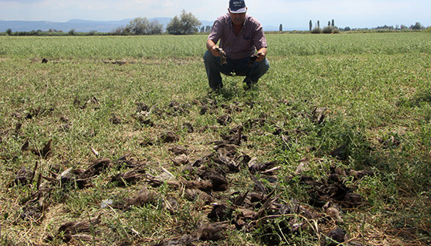 Bursada dolu yüzlerce kuşu telef etti
