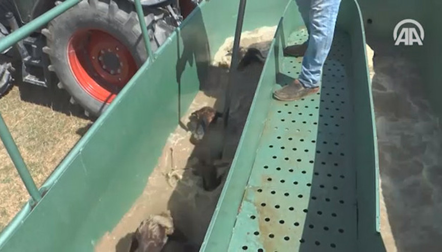 Koyunlar özel banyoda dezenfekte ediliyor