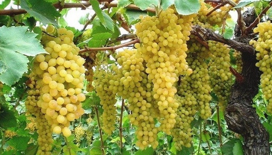 Yaş üzümde Rusya’ya ihracat başlıyor