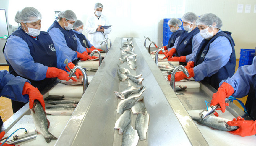 Hedef Ortadoğu’ya yıllık 50 milyon dolarlık balık ihraç etmek