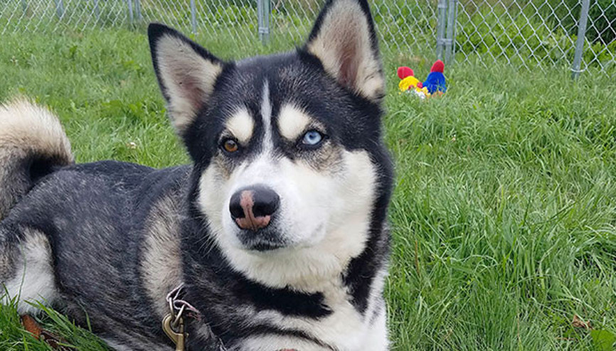 İdamlık köpeğe af