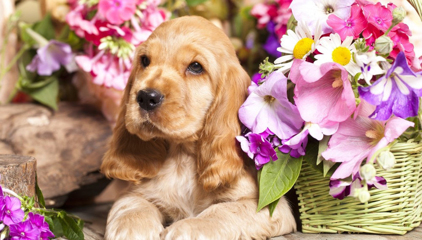 Sevimli hayvan görsellerinin psikolojimize 5 etkisi Sevimli hayvan görsellerinin psikolojimize 5 etkisi