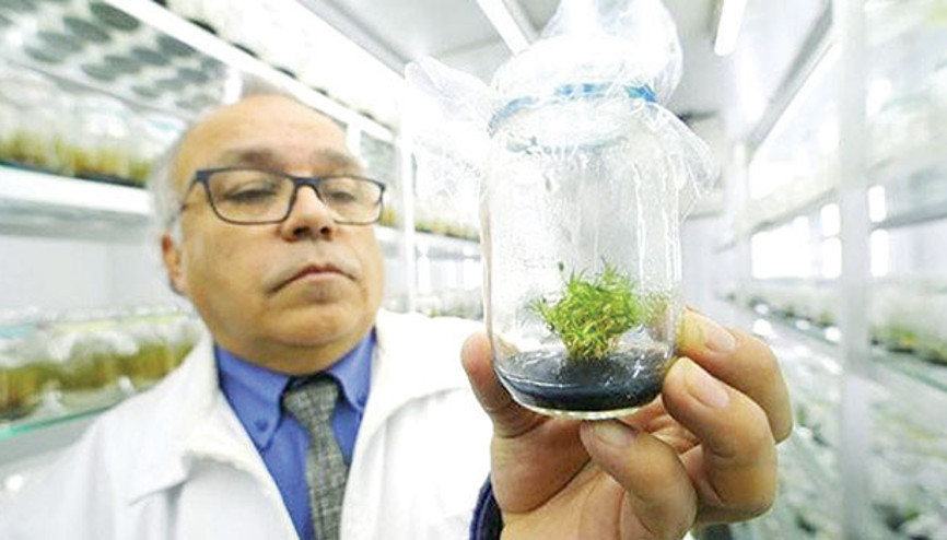 Güneşin  zararına  ‘bitkisel’  çözüm