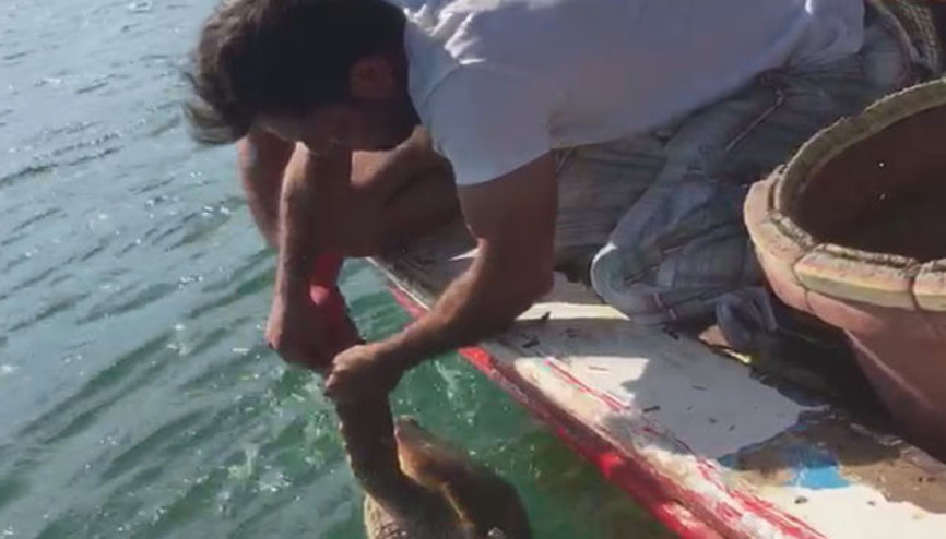 Bodrumlu balıkçılar ‘caretta caretta’ canisinin peşinde