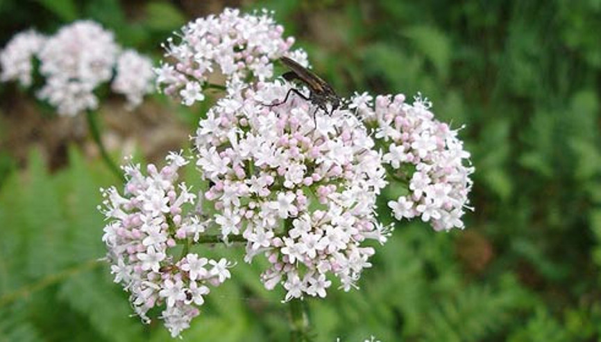 Anksiyeteyi engelleyen 5 bitki