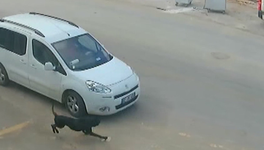 Bilerek köpeği ezip kaçtı
