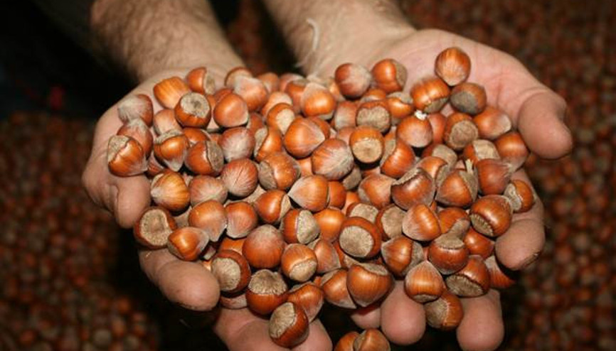 Fındık üreticisinin gözü TMOda