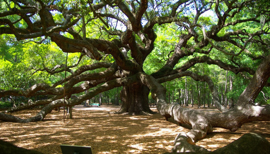 Görenleri hayrete düşüren devasa ağaç