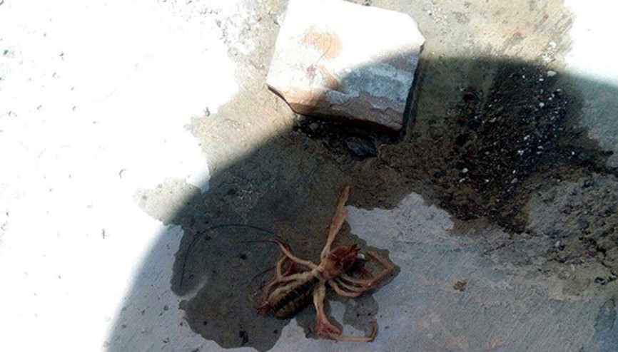 Et yiyen örümcek Kayseride görüldü
