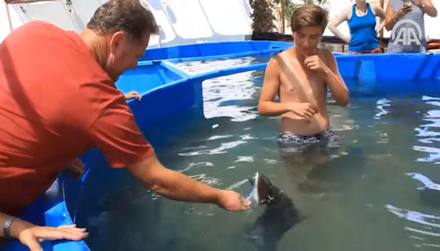 Turistlerin köpek balıklarıyla yüzme keyfi