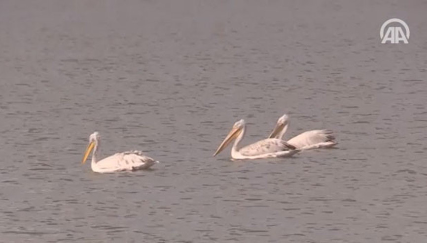 Sınır tanımayan pelikanlardan görsel şölen