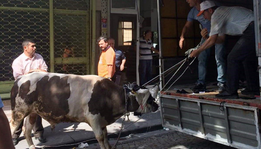 İstanbulda boğa alarmı Kilometrelerce kaçtı, iki ilçeyi birbirine kattı İstanbulda boğa alarmı Kilometrelerce kaçtı, iki ilçeyi birbirine kattı