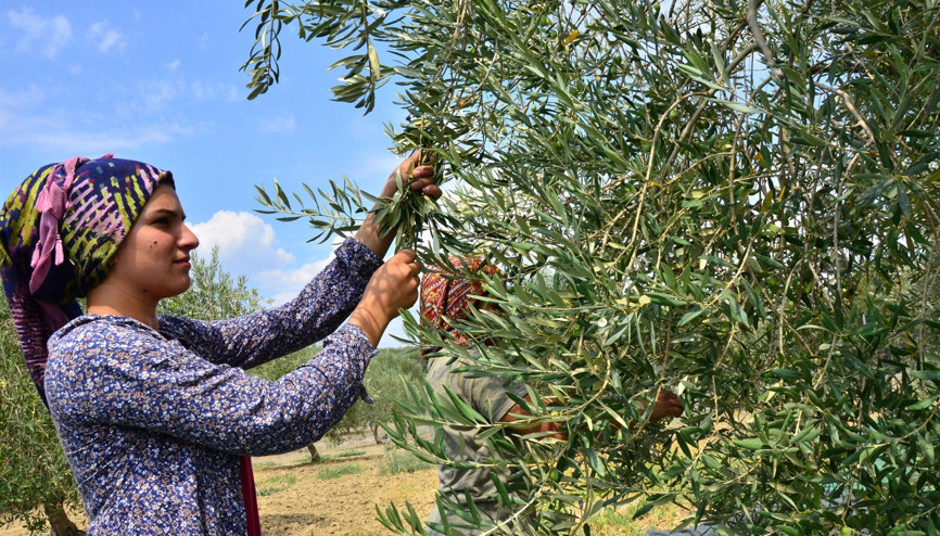 Erken hasat fiyatı katlıyor Erken hasat fiyatı katlıyor
