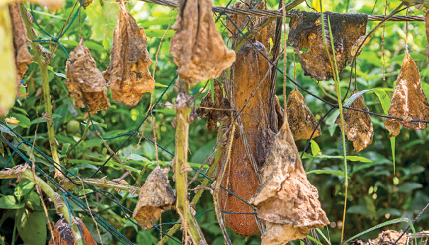 Doğu Karadenizde büyük tehlike... Bir kelebekten katil yaratan süreç başladı Doğu Karadenizde büyük tehlike... Bir kelebekten katil yaratan süreç başladı