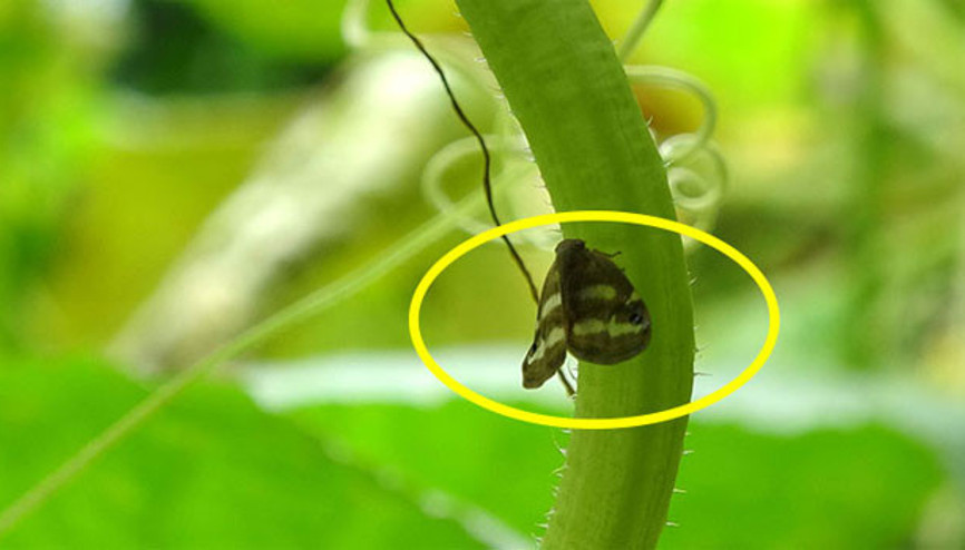 Karadenizin kabusu oldu, Bakanlık devreye girdi Karadenizin kabusu oldu, Bakanlık devreye girdi