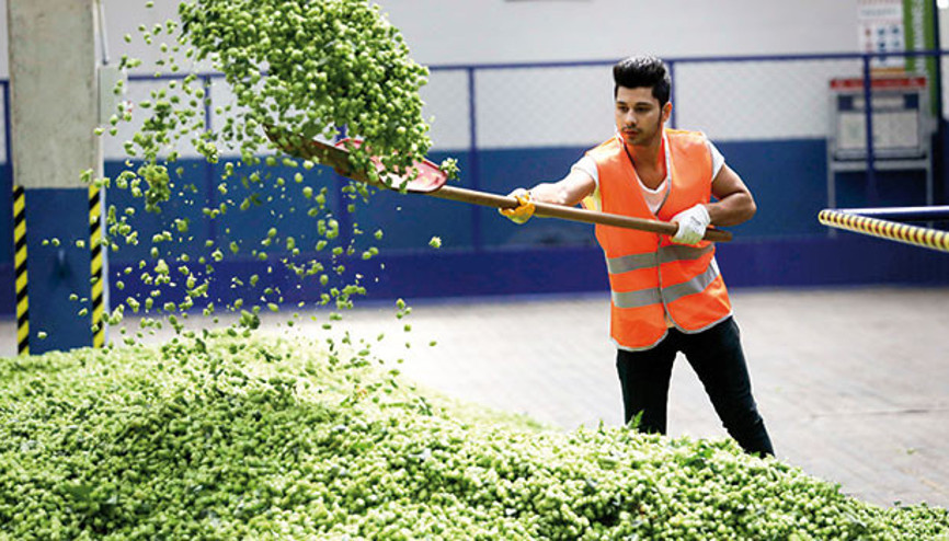 Şerbetçiotları bira için hazır