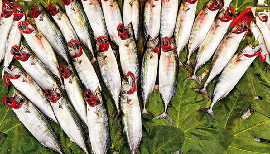 Cambaz ipte, balık dipte gerek Cambaz ipte, balık dipte gerek