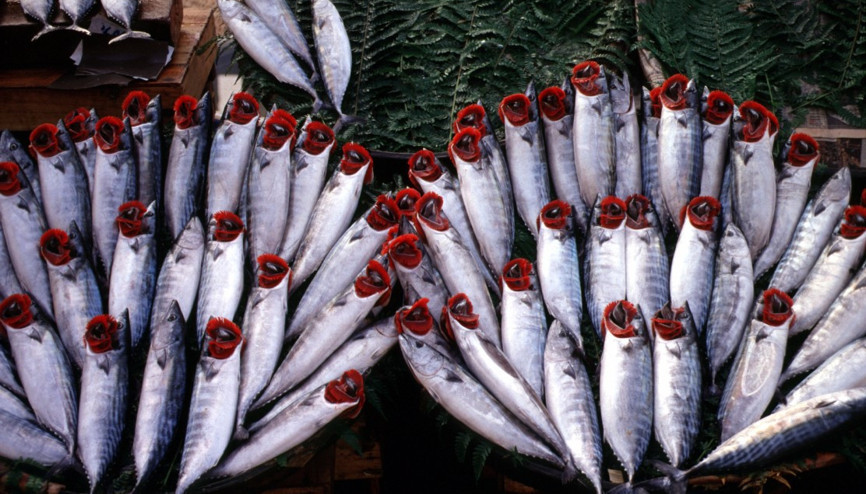 Sonbaharda bu balıklar yenir