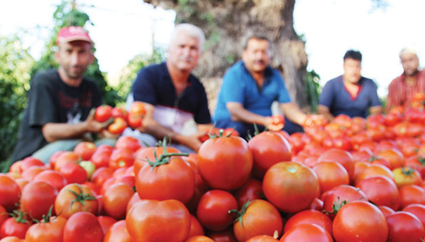 İhracat domatesin ateşini yükseltti
