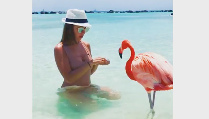 Arubadaki bu plajda flamingolarla yüzmeye ne dersiniz
