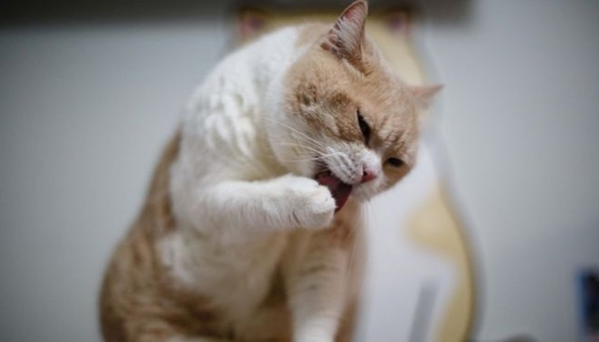 Kedi tırmalaması erkeklerde ereksiyonu engelliyor