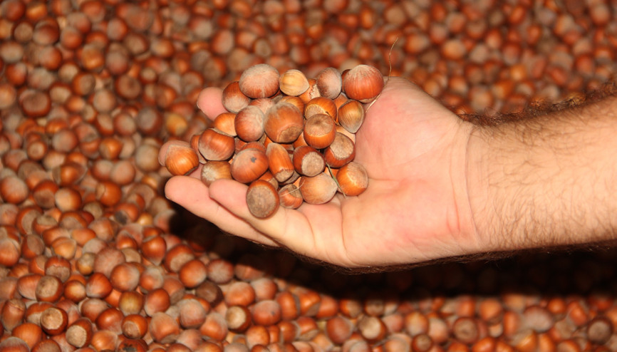 Fındık ihracatında en fazla satış Almanyaya