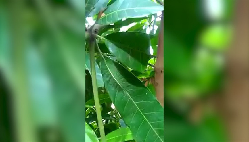 Tırtılın yaprak üzerindeki kamuflajı şoke etti