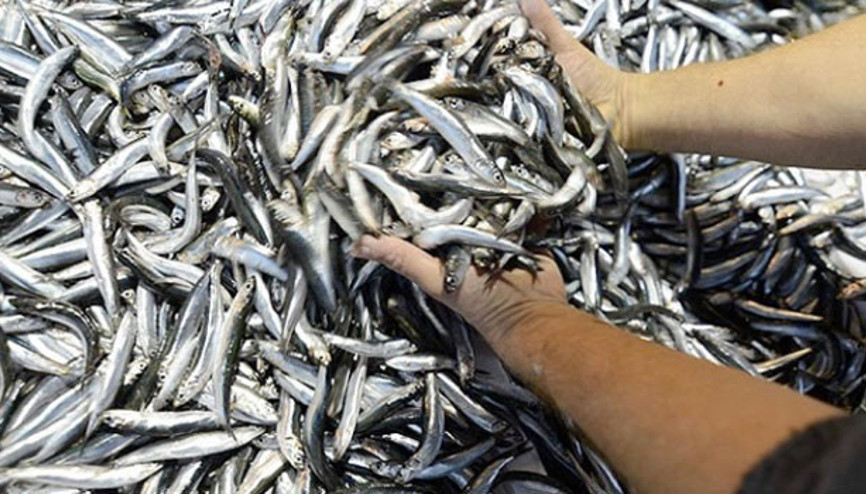 Balıkçılara erken hamsi avı uyarısı