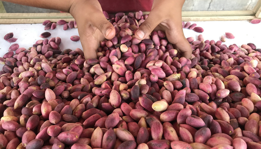 Kabuğu ilaç sanayisinde kullanılacak