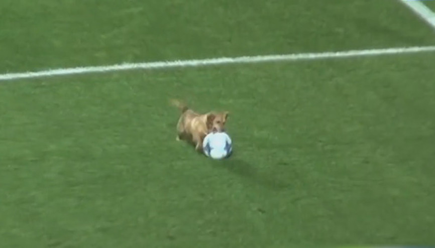 Sevimli köpek maça damga vurdu