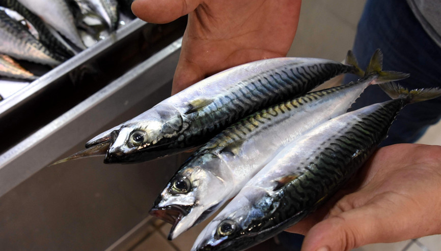 Türk balığı 37 ülkeye uçtu