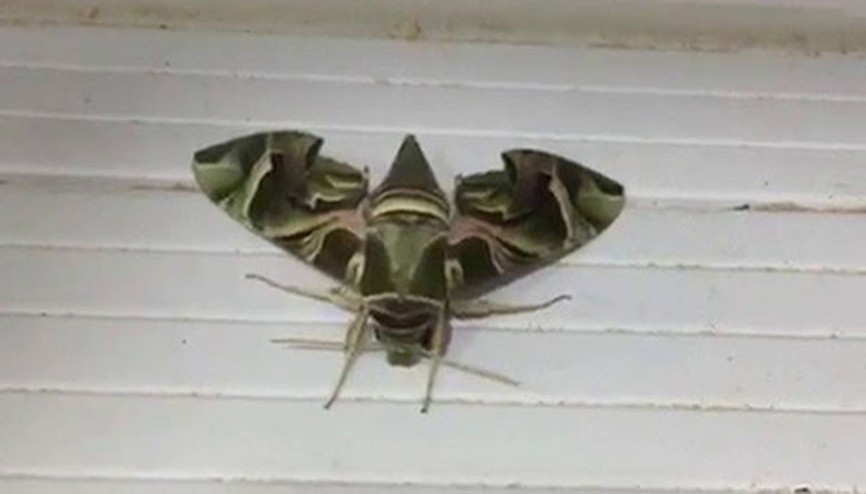 Nadir rastlanan mekik kelebeği Sakaryada görüldü