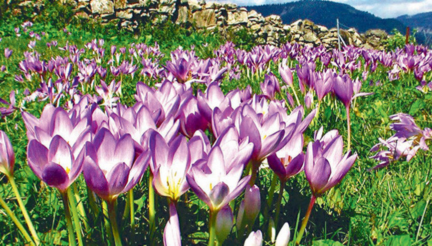 Sonbaharda içimizi açacak 66 güzel şey Sonbaharda içimizi açacak 66 güzel şey