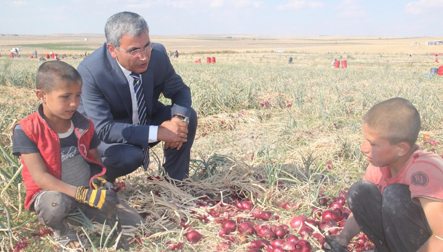 Çocuklar okulda değil soğan tarlasında