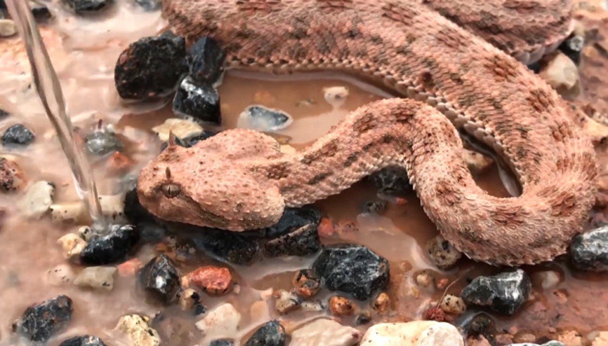 Ölmek üzere olan yavru engerek yılanını böyle kurtardı